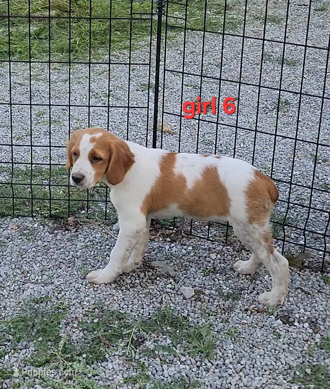 AKC/UKC Annie's girl 6 – French Brittany puppy for sale in Houstonia, MO