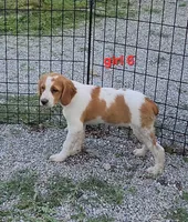 AKC/UKC Annie's girl 6, a female French Brittany for sale in Houstonia, MO – 2 of 9