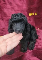 AKC girl 4, a female Poodle - Toy  for sale in Houstonia, MO – 7 of 9