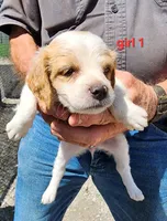 AKC/UKC Annie's girl 1, a female French Brittany for sale in Houstonia, MO – 2 of 4