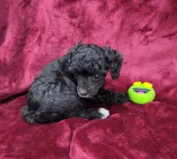 AKC black abstract girl, a female Poodle - Miniature  for sale in Houstonia, MO – 8 of 10