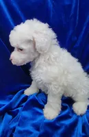 AKC Parti Boy, a male Poodle - Miniature  for sale in Houstonia, MO – 5 of 10