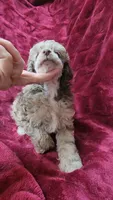AKC Chocolate Merle boy, a male Poodle - Miniature  for sale in Houstonia, MO – 5 of 6