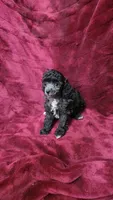 AKC Silver girl 2, a female Poodle - Toy  for sale in Houstonia, MO – 2 of 8