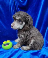 AKC Phantom boy, a male Poodle - Miniature  for sale in Houstonia, MO – 3 of 10