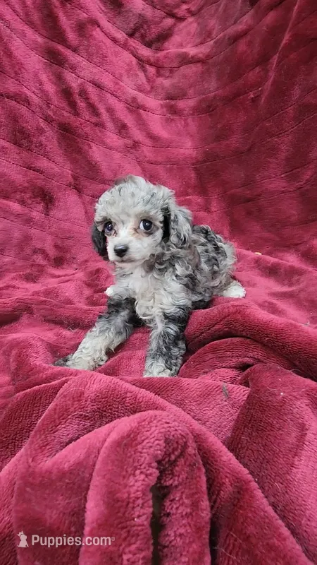 AKC Tiny blue merle girl – Poodle - Toy  puppy for sale in Houstonia, MO