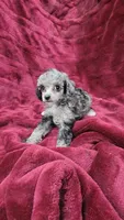 AKC Tiny blue merle girl, a female Poodle - Toy  for sale in Houstonia, MO – 1 of 7