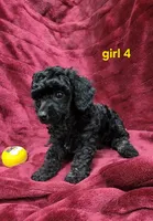 AKC girl 4, a female Poodle - Toy  for sale in Houstonia, MO – 6 of 9