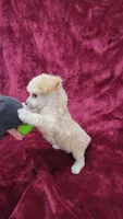 AKC Tiny Apricot Girl, a female Poodle - Toy  for sale in Houstonia, MO – 2 of 9