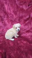 AKC Tiny Apricot Girl, a female Poodle - Toy  for sale in Houstonia, MO – 4 of 9