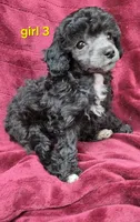 AKC Silver girl 3, a female Poodle - Toy  for sale in Houstonia, MO – 3 of 10