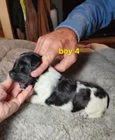 AKC & UKC boy 4, a male French Brittany for sale in Houstonia, MO – 4 of 9