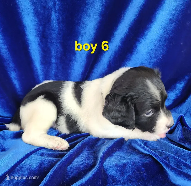 AKC French Brittany boy 6 – French Brittany puppy for sale in Houstonia, MO