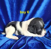 AKC French Brittany boy 6, a male French Brittany for sale in Houstonia, MO – 1 of 8