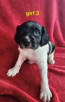 AKC French Brittany girl 3, a female French Brittany for sale in Houstonia, MO – 8 of 8