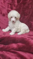 AKC Cream boy, a male Poodle - Miniature  for sale in Houstonia, MO – 3 of 8