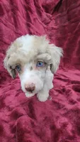 AKC merle parti, blue eyes, a male Poodle - Toy  for sale in Houstonia, MO – 3 of 10
