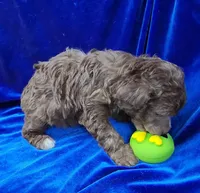 AKC Silver Beige Boy, a male Poodle - Miniature  for sale in Houstonia, MO – 7 of 10