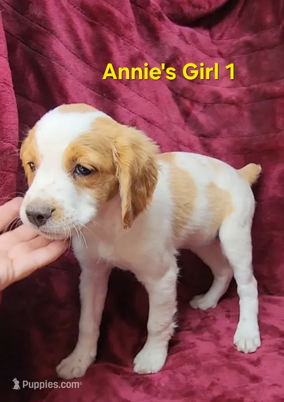 AKC/UKC Annie's girl 1 – French Brittany puppy for sale in Houstonia, MO