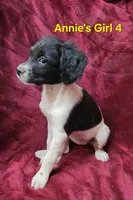 Annie's Girl 4, a female French Brittany for sale in Houstonia, MO – 6 of 9