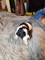 AKC & UKC boy 5, a male French Brittany for sale in Houstonia, MO – 4 of 8