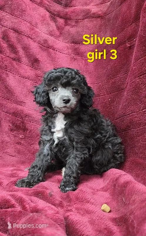 AKC girl 3 – Poodle - Toy  puppy for sale in Houstonia, MO