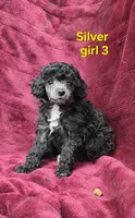 AKC Silver girl 3, a female Poodle - Toy  for sale in Houstonia, MO – 1 of 10