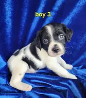 AKC French Brittany Boy 3, a male French Brittany for sale in Houstonia, MO – 3 of 7