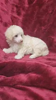 AKC Cream boy, a male Poodle - Miniature  for sale in Houstonia, MO – 5 of 8