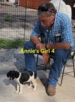 Annie's Girl 4, a female French Brittany for sale in Houstonia, MO – 8 of 9