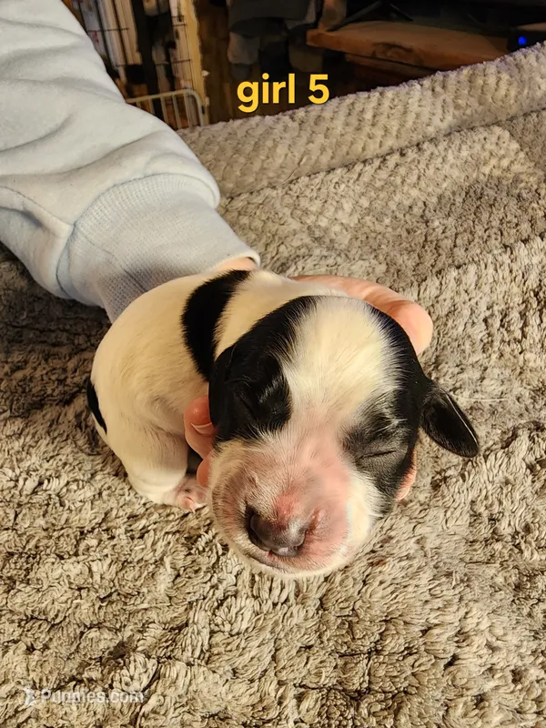 AKC English Cocker Girl 5