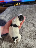 AKC English Cocker Girl 5, a female English Cocker Spaniel for sale in Houstonia, MO – Photo 2 of 6