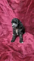 AKC Silver girl 2, a female Poodle - Toy  for sale in Houstonia, MO – 5 of 8