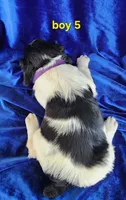 AKC French Brittany boy 5, a male French Brittany for sale in Houstonia, MO – 4 of 8