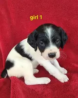 AKC French Brittany girl 1, a female French Brittany for sale in Houstonia, MO – 1 of 9