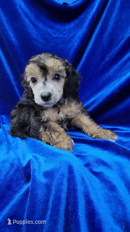AKC Phantom Boy – Poodle - Miniature  puppy for sale in Houstonia, MO