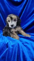 AKC Phantom Boy, a male Poodle - Miniature  for sale in Houstonia, MO – 1 of 9