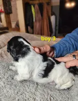 AKC & UKC boy 3, a male French Brittany for sale in Houstonia, MO – 3 of 5