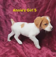 AKC/UKC Annie's girl 5, a female French Brittany for sale in Houstonia, MO – 2 of 7