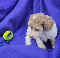 AKC Merle Parti Girl, a female Poodle - Miniature  for sale in Houstonia, MO – 4 of 8