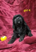 AKC girl 4, a female Poodle - Toy  for sale in Houstonia, MO – 5 of 9