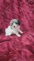AKC blue merle parti girl, a female Poodle - Toy  for sale in Houstonia, MO – 7 of 8