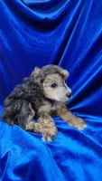 AKC Phantom Boy, a male Poodle - Miniature  for sale in Houstonia, MO – 3 of 9