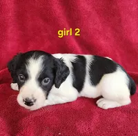 AKC French Brittany girl 2, a female French Brittany for sale in Houstonia, MO – 1 of 7