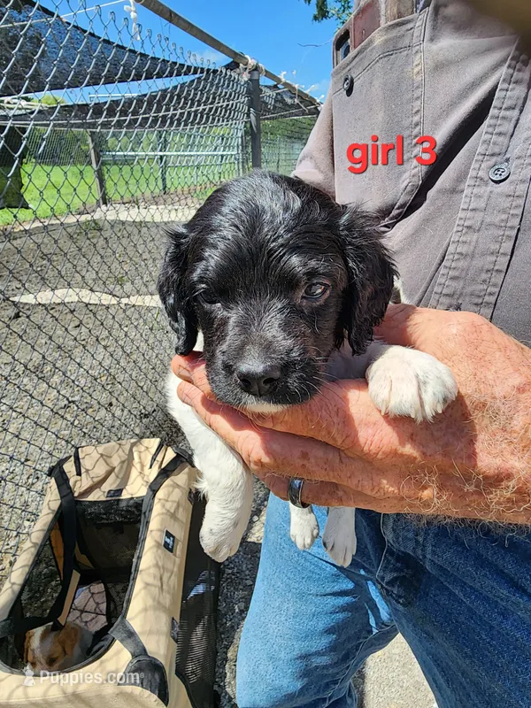 AKC/UKC Annie's girl 3 – French Brittany puppy for sale in Houstonia, MO