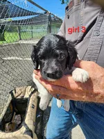 AKC/UKC Annie's girl 3, a female French Brittany for sale in Houstonia, MO – 1 of 4