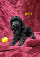AKC girl 4, a female Poodle - Toy  for sale in Houstonia, MO – 4 of 9