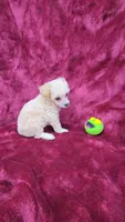 AKC Tiny Apricot Girl, a female Poodle - Toy  for sale in Houstonia, MO – 8 of 9