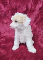 AKC Tiny Apricot Parti Girl, a female Poodle - Toy  for sale in Houstonia, MO – 5 of 10