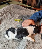 AKC & UKC boy 5, a male French Brittany for sale in Houstonia, MO – 6 of 8